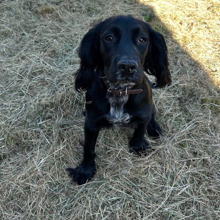 Cocker spaniel 