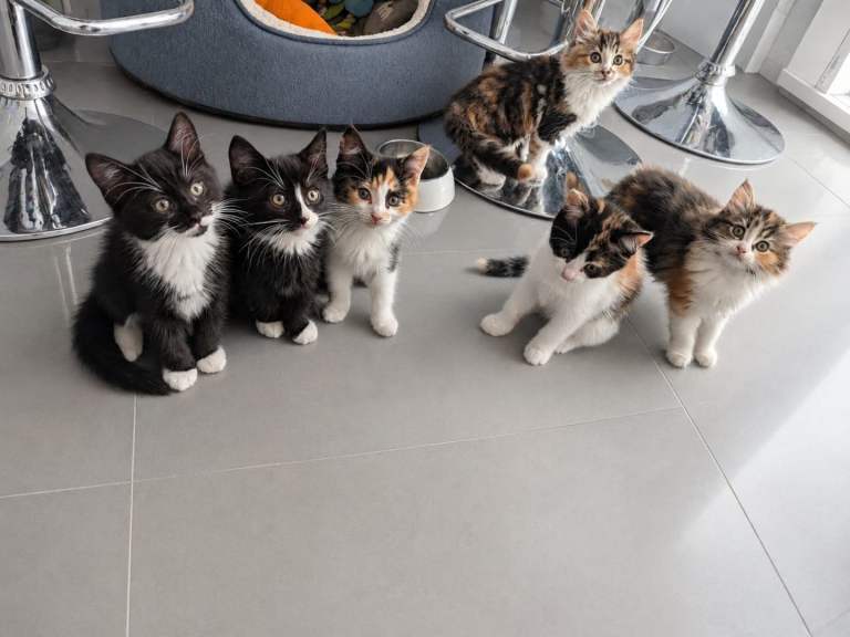 Super Cute & Loving Kittens Ready Now!