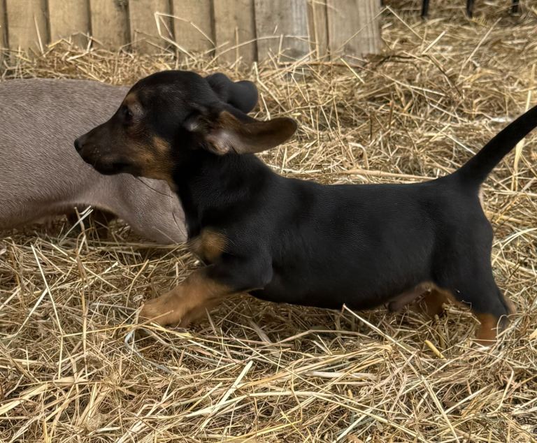 Mini dachshund x jack russell boy