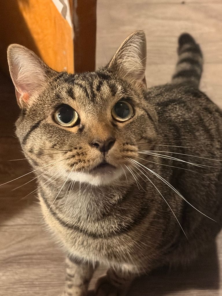 Missy - 2 year old cat (Can pick up today)