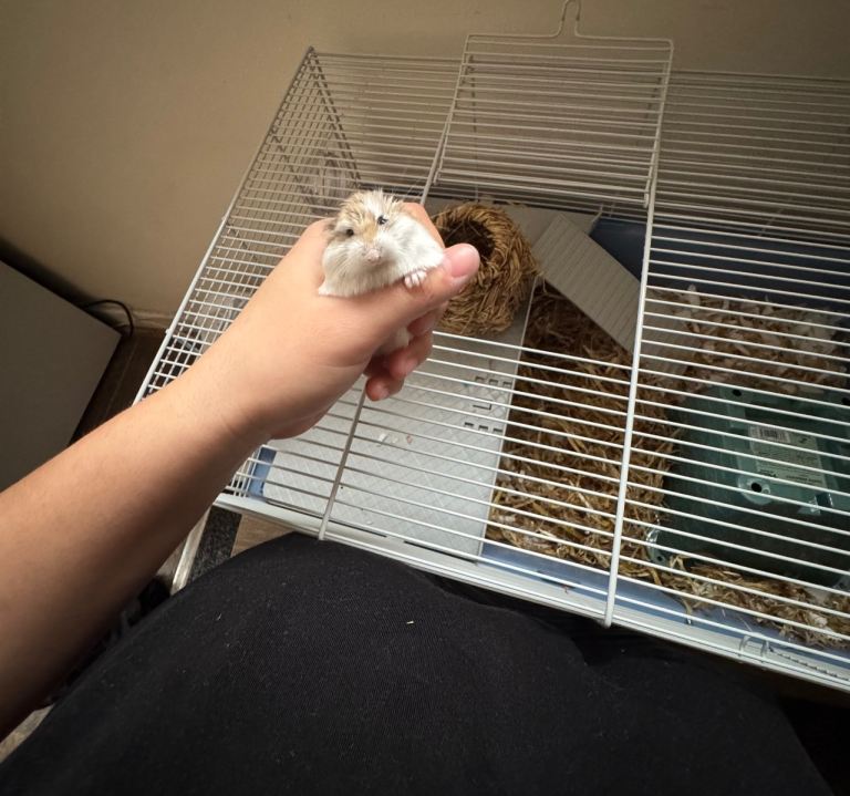 Small hamster comes with everything 