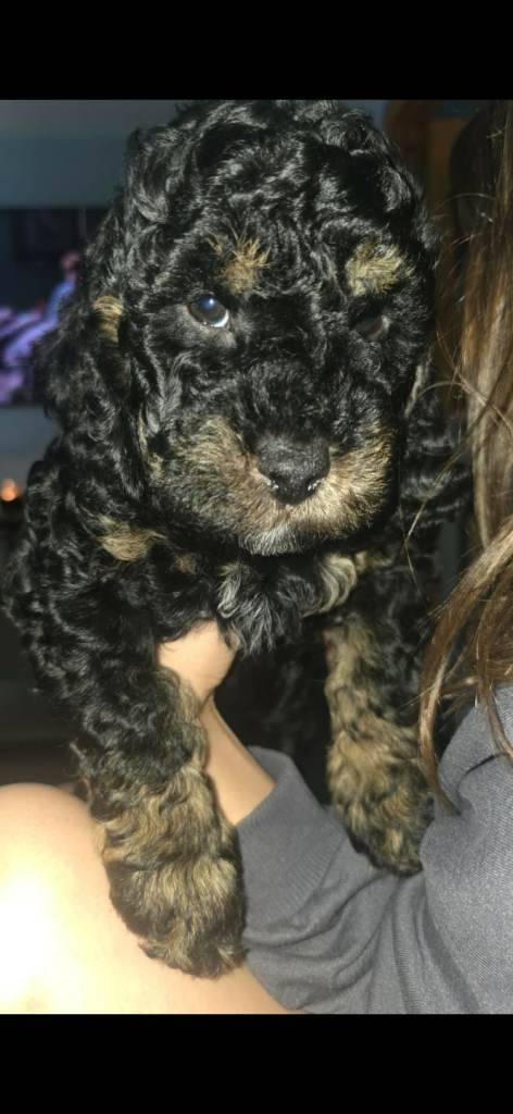 f1b cockapoo puppies :)