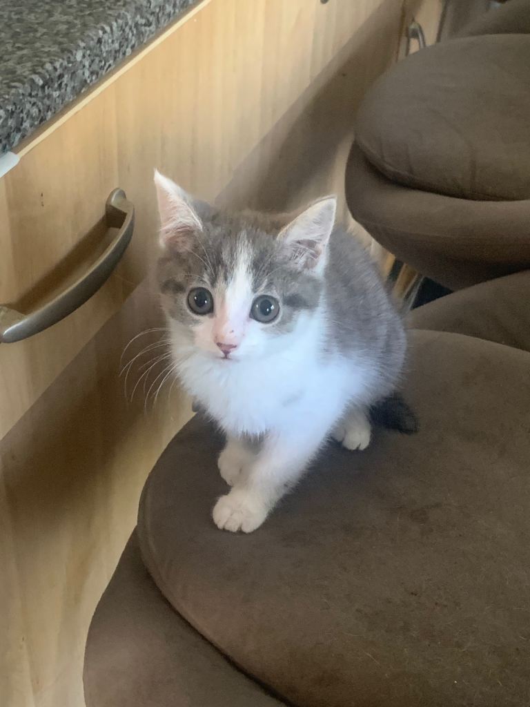 Kittens 