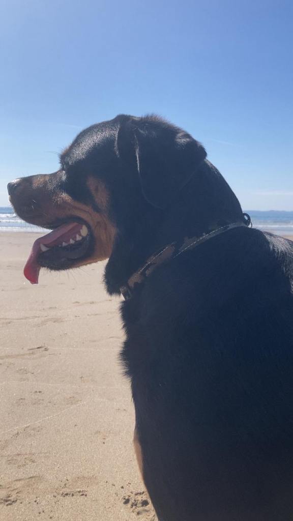 2yr male Rottweiler