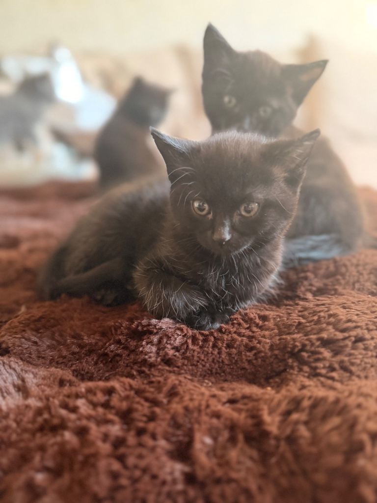 8 week old black kittens 