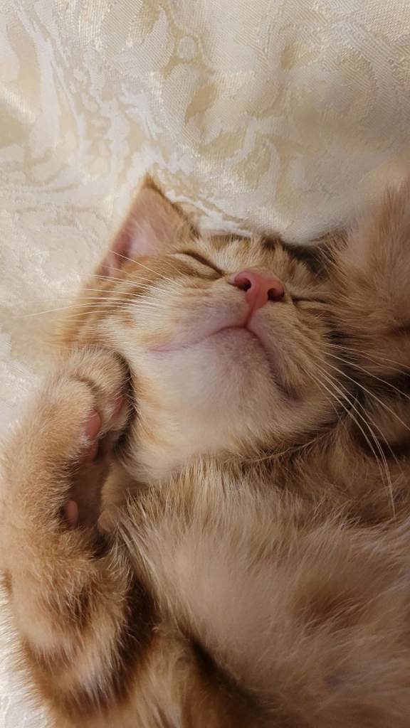 Available Beautiful ginger girl is  looking for their forever families 