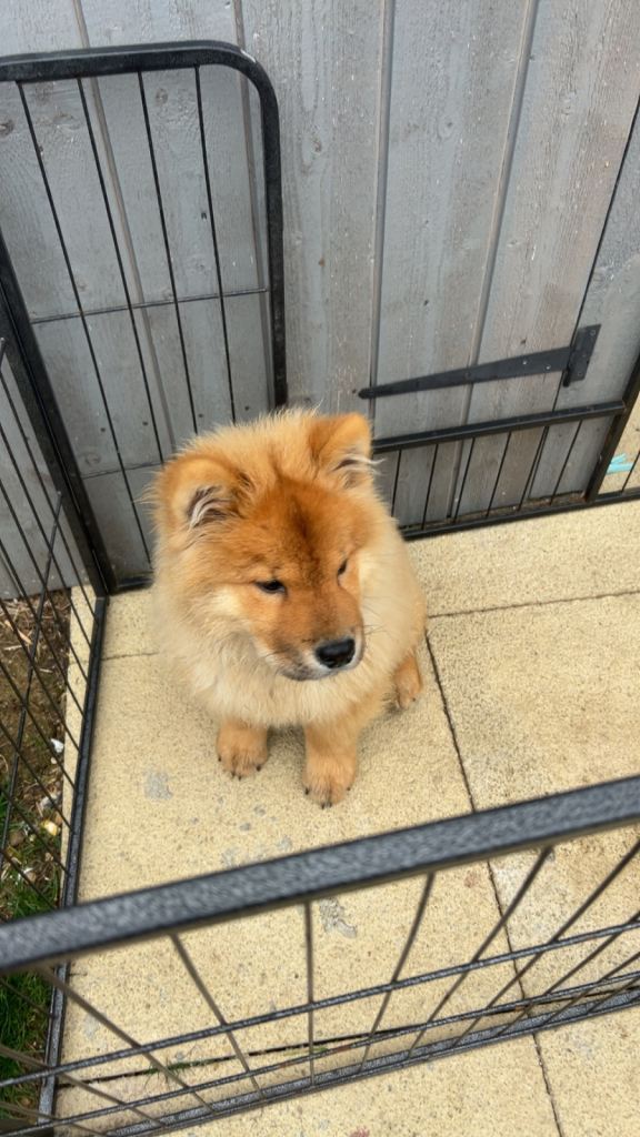 Chow chow puppies 4 month and 7 month 