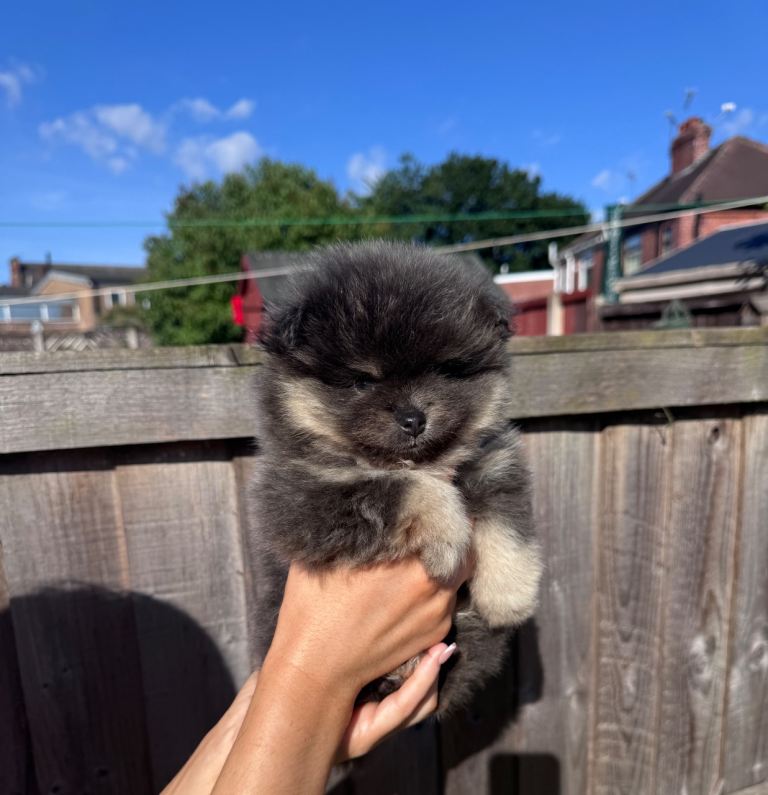 Toy pomaranian pup (male 💙) 