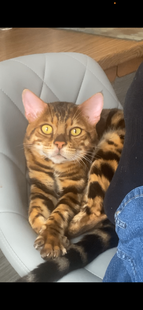 Bengal 11months old cb1
