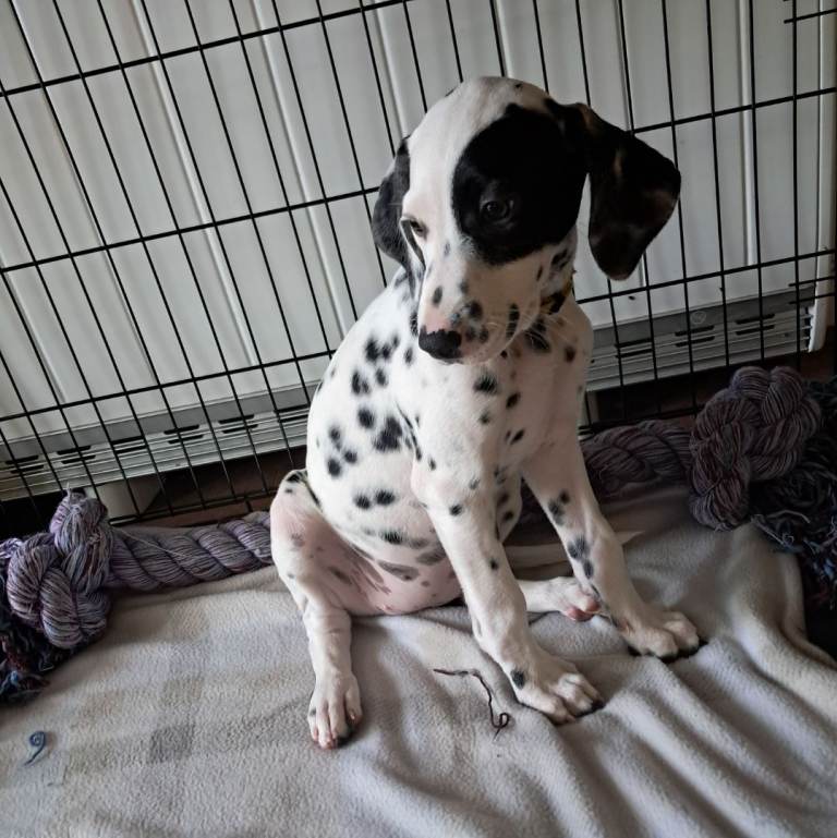 Beautiful Dalmatian Puppies