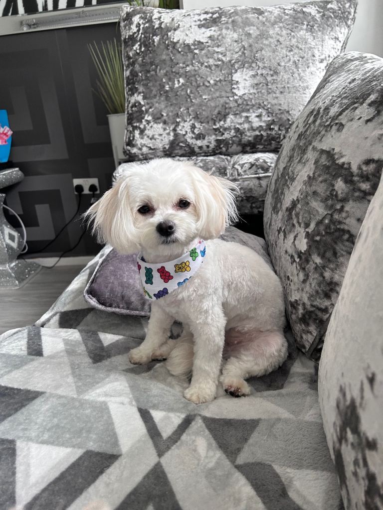 Korean miniature Maltese X Malitachon 