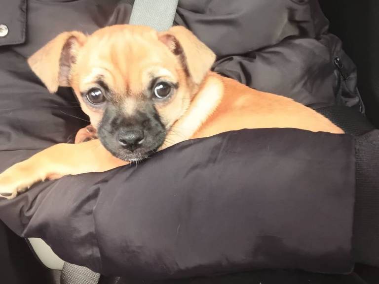 Puppy 