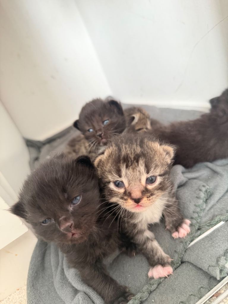 6 kittens looking for forever home in 6 weeks 