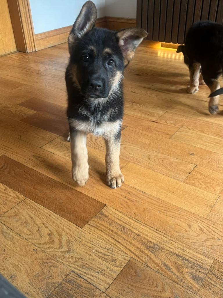 2 beautiful German shepherd famelas 