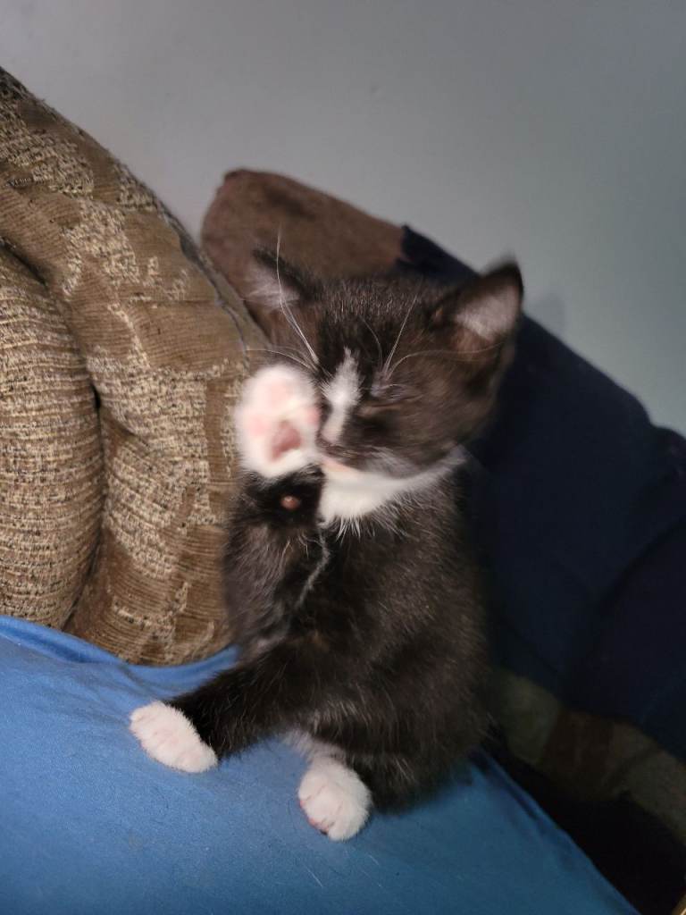 Female kitten 