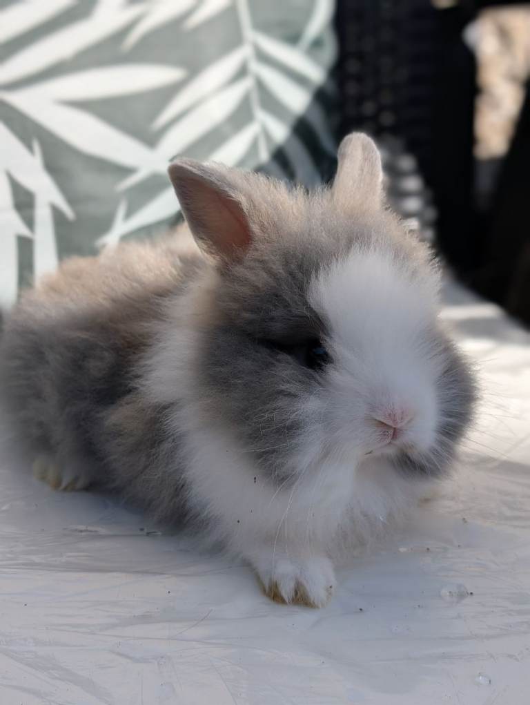 Baby rabbits