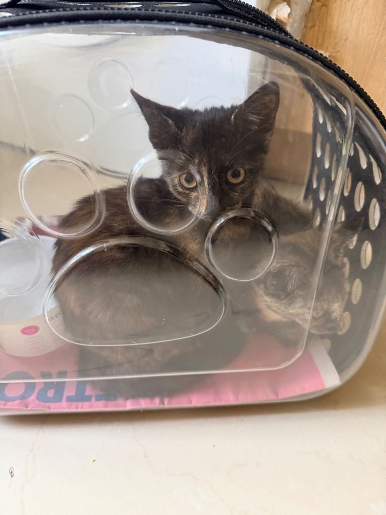 🐾 Two Beautiful Tortoiseshell Female Kittens 🐾