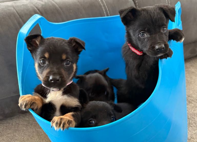 Collie x kelpie puppies 