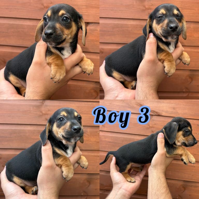 Dachshund x Jack Russell 1 BOY LEFT 