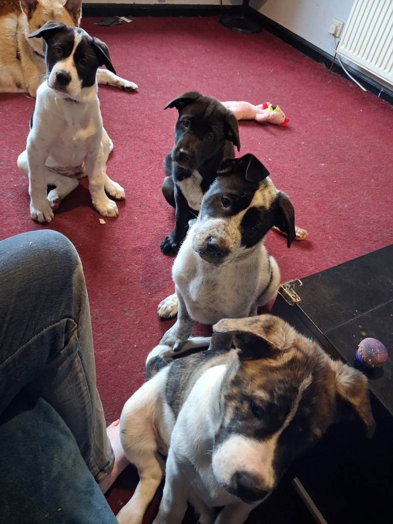 3 Akita /Staffie x pups for sale. EH54