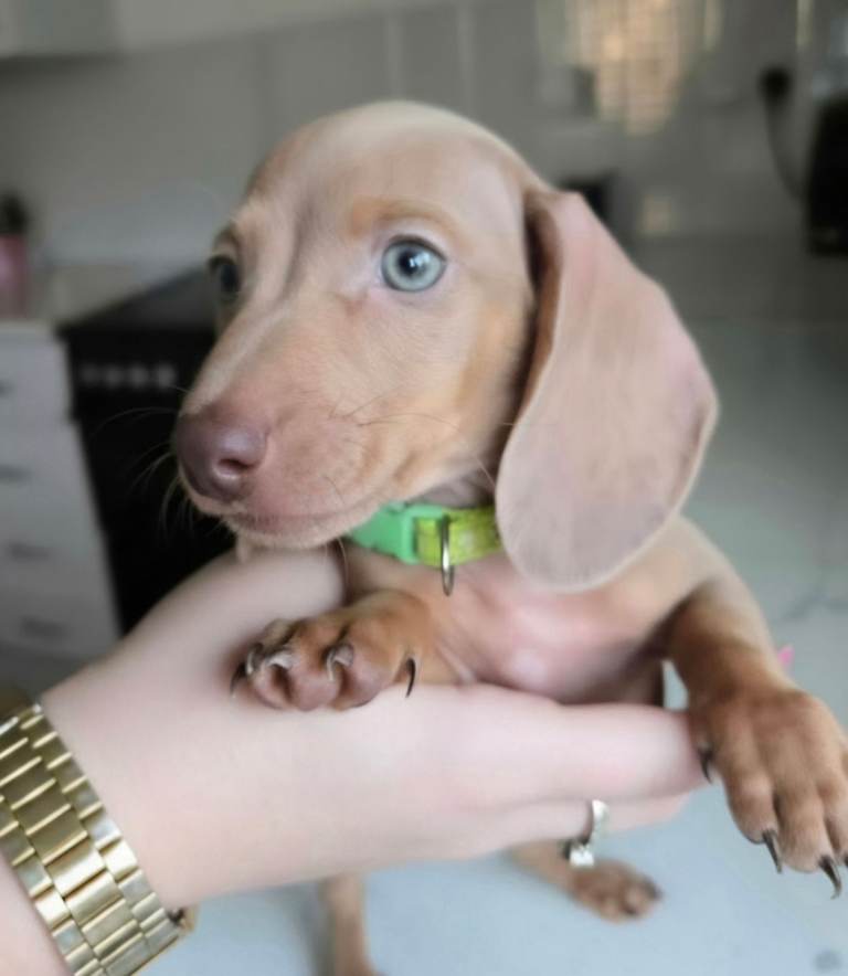 Adorable Dapple Miniature Dachshunds Girl 🤍