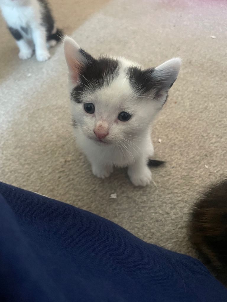 Kittens 