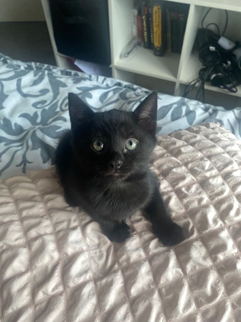 kitten female for sale
