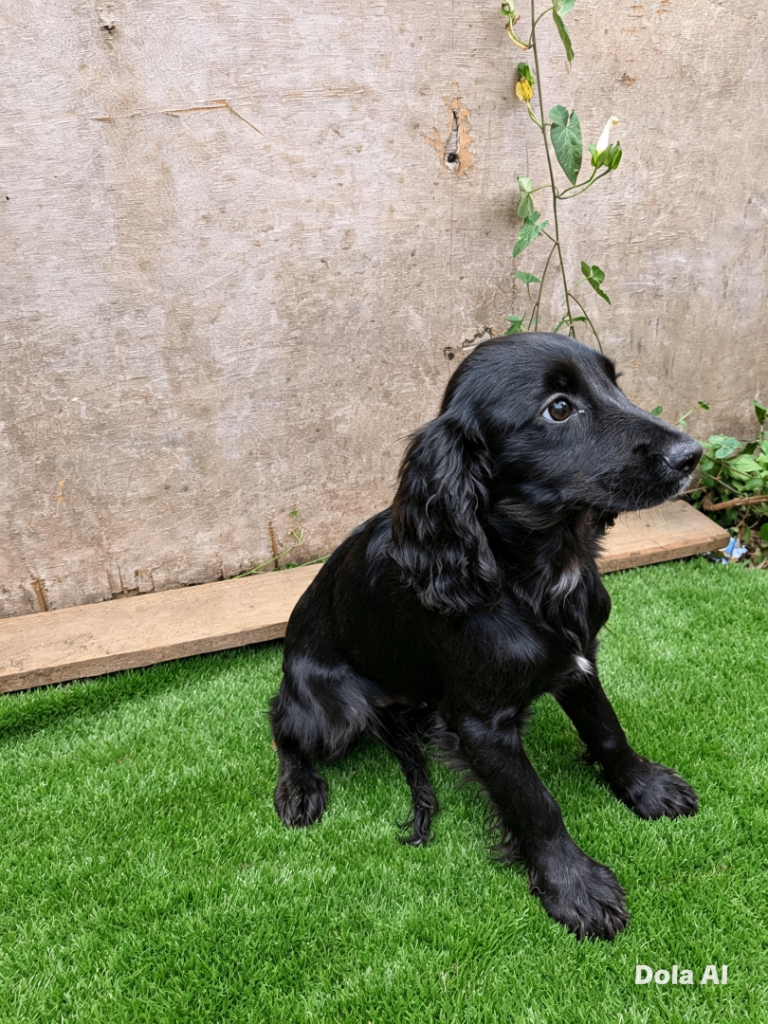 Cocker spaniel 