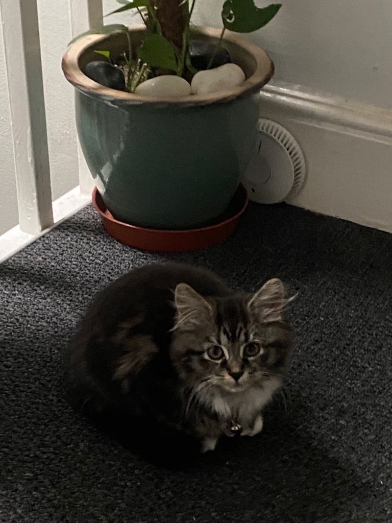 Maincoon /Ragdoll mix