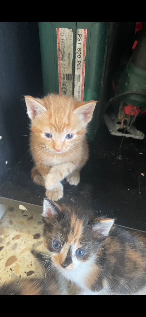 Beautiful mixed litter of kittens 