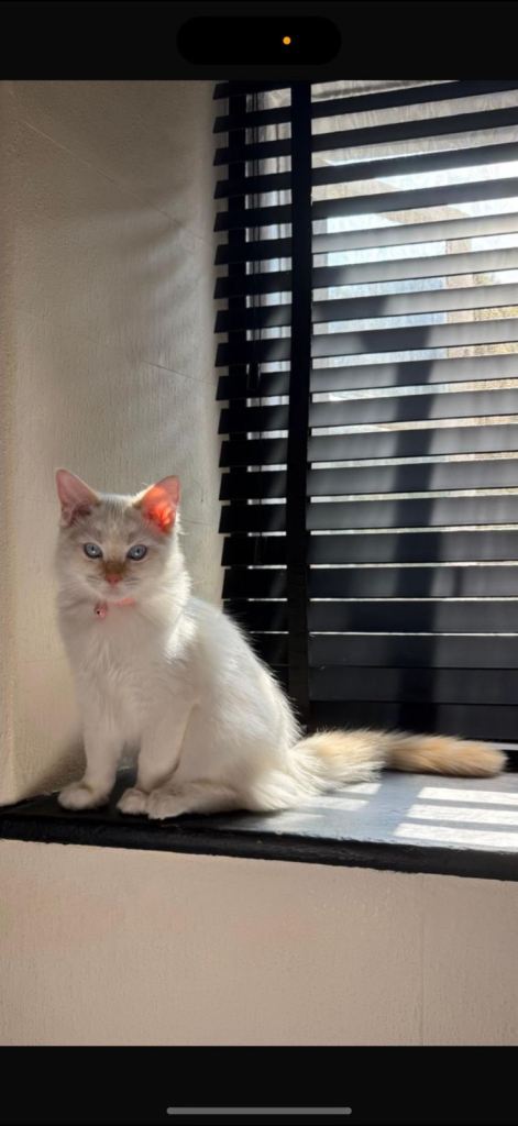 Pure Bred Flame Point Ragdoll Kitten