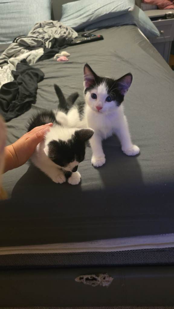 Kittens 