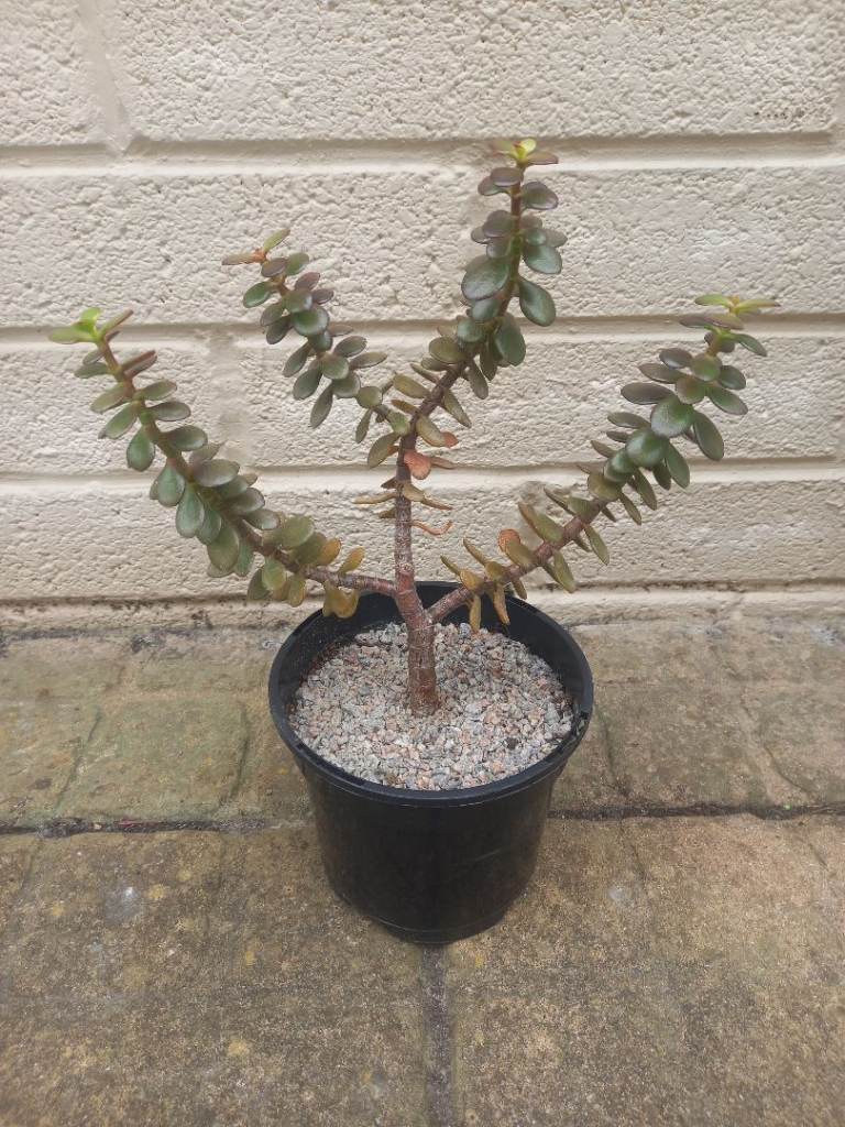 Large succulent plant 