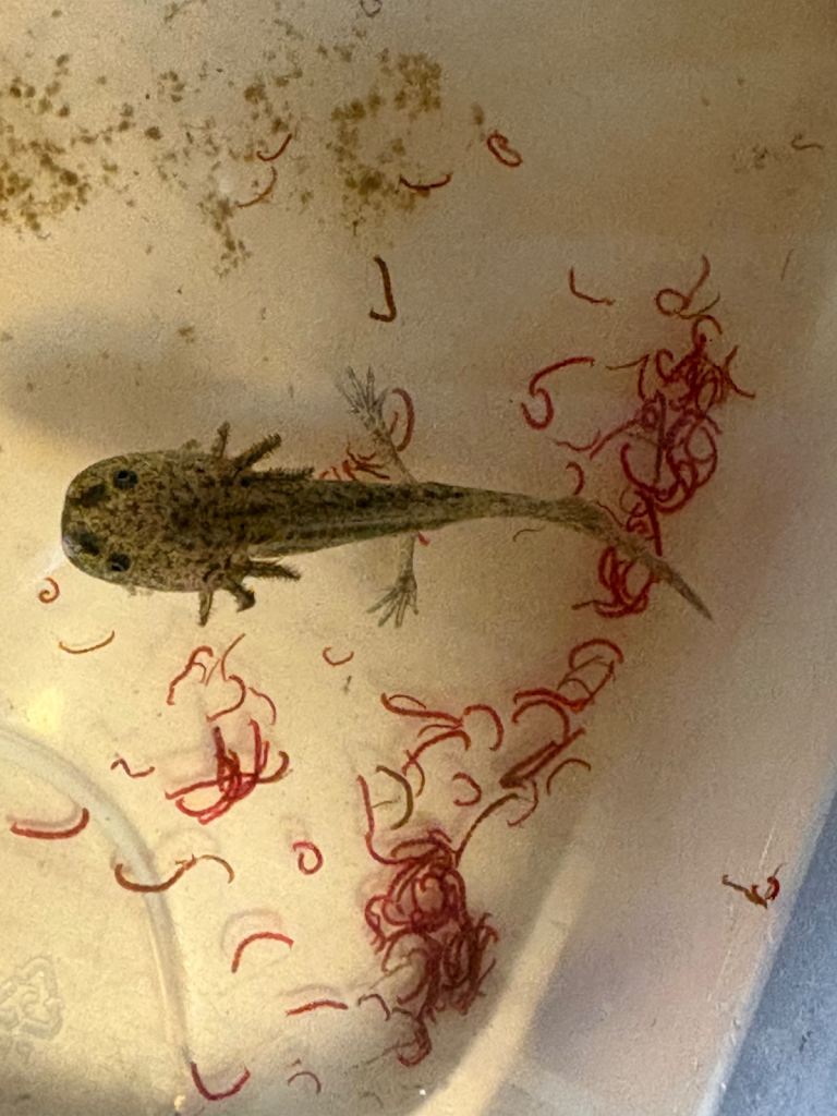 Baby Axolotyl 