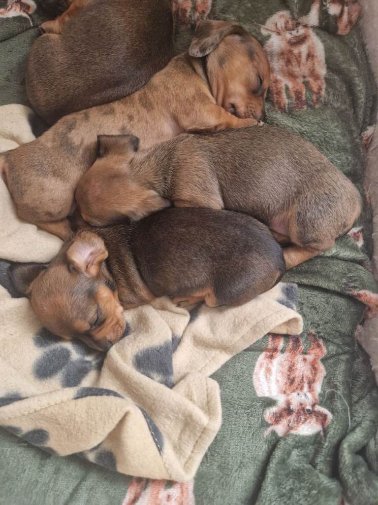 Dachshund puppies for forever homes 