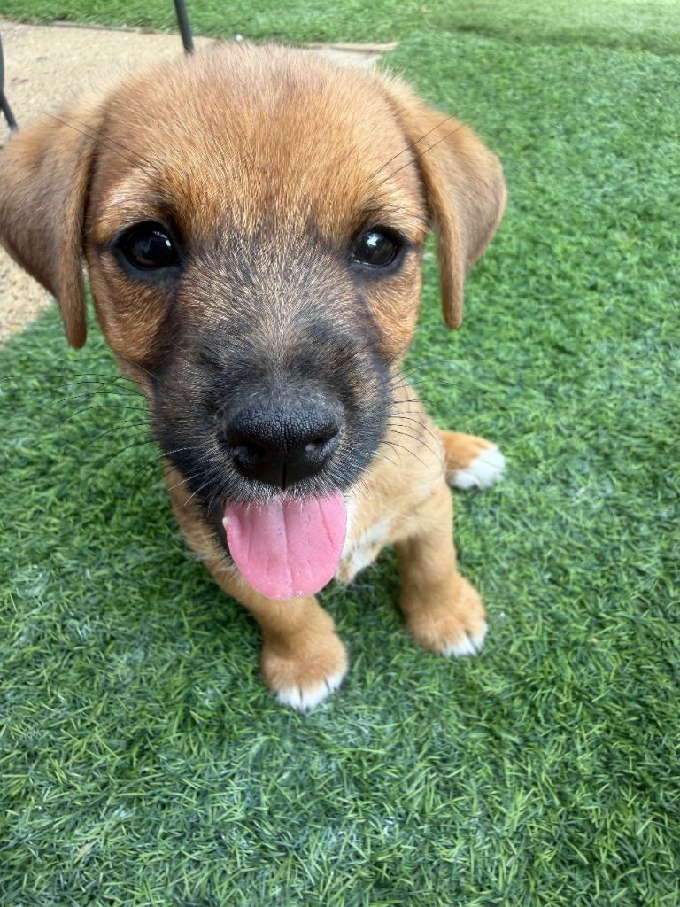 Jack Russell Puppy boy available