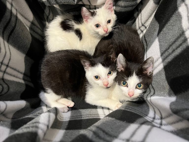 Cute kittens 