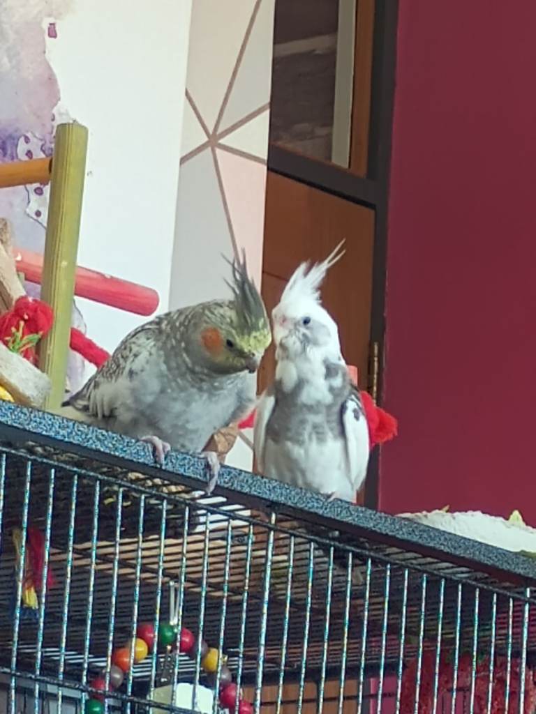 Cockatiels for sale