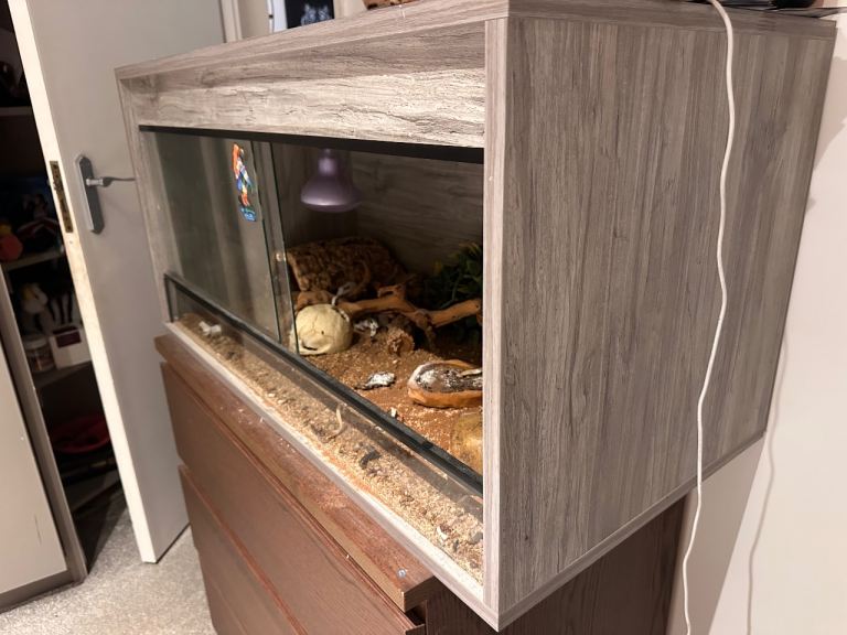 Terrarium for bearded dragon 