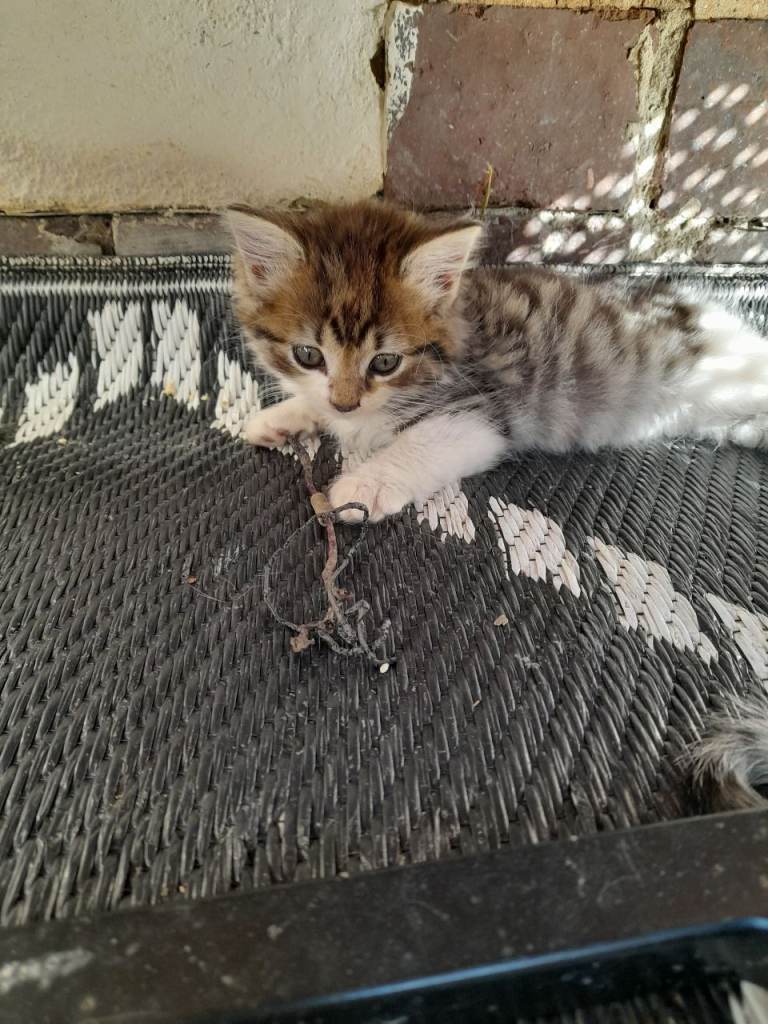 Adorable 9 week old kittens ready now