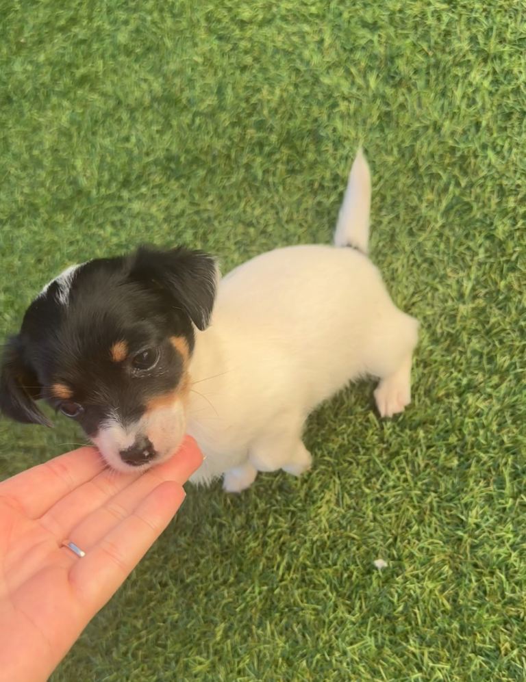 Jackshunds puppys