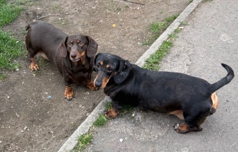 Dachshund Females!