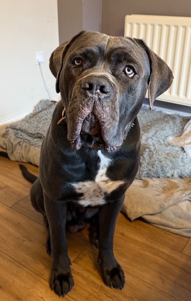 💙 Beautiful Cane Corso Boy Seeking Experienced, Loving Home 💙