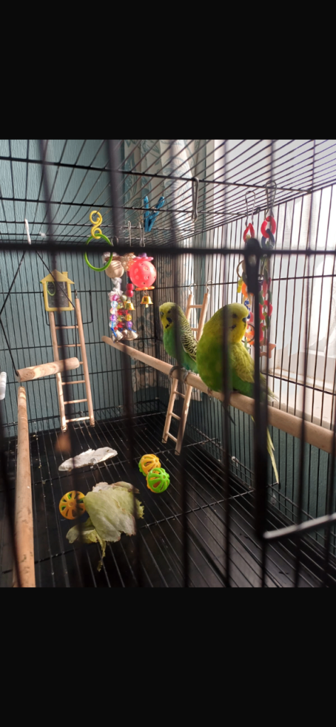 2 budgies & cage