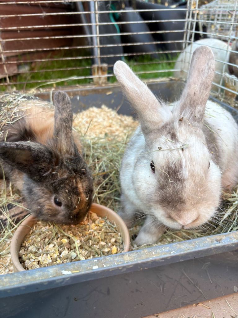 Rabbits 