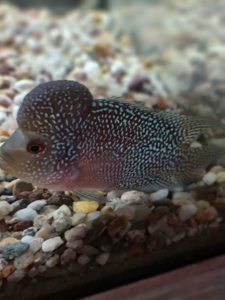 Flowerhorn Fish
