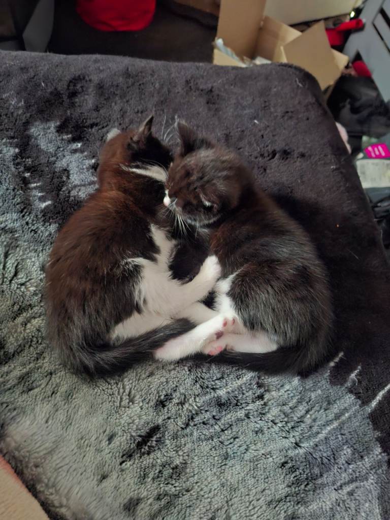 Kittens looking for loving forever homes