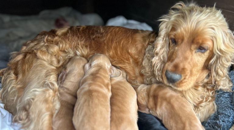 Show type cocker spaniel