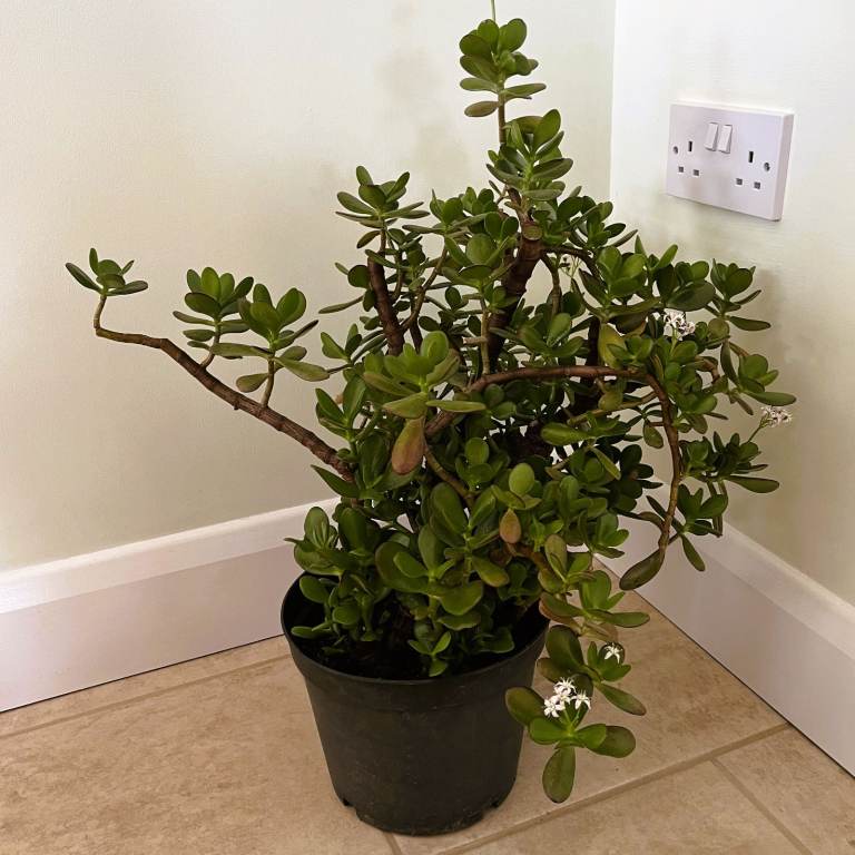 60cm tall healthy Crassula Ovata (Jade Plant, Money Tree) succulent, houseplant. £25 ovno.