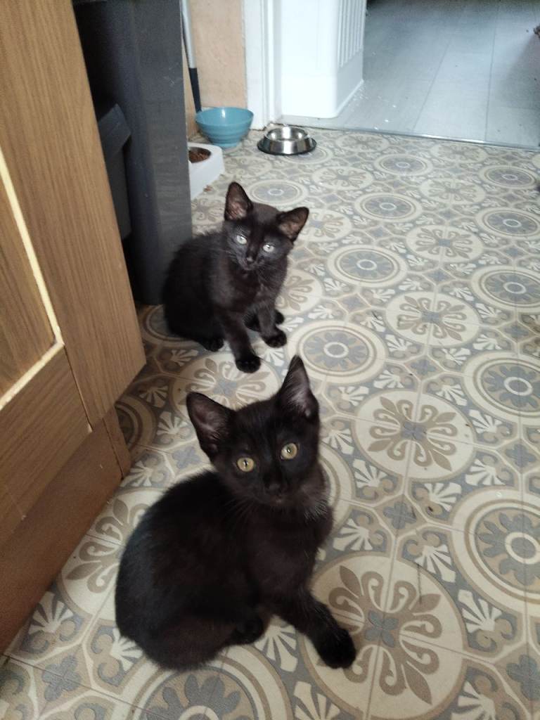 Kittens for sale 